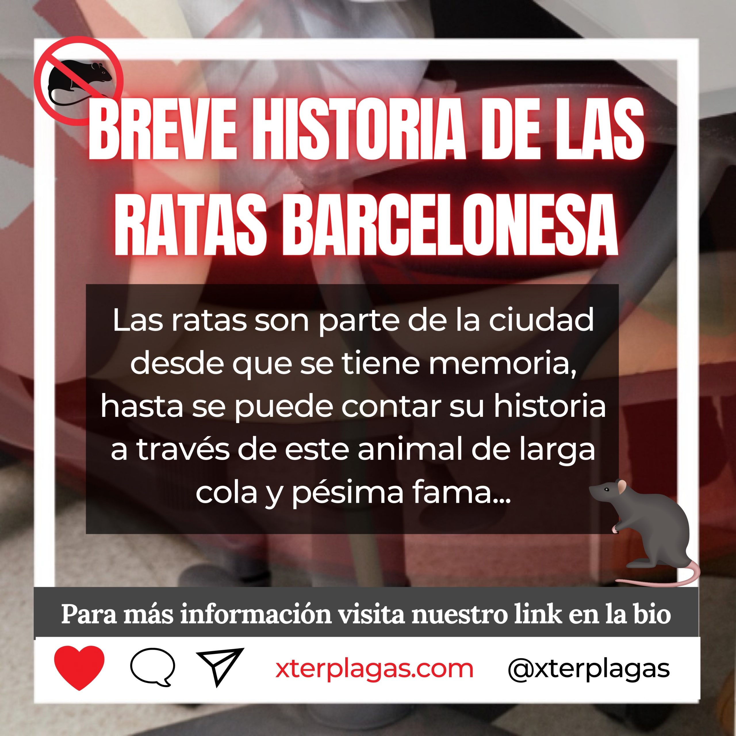 Las ratas en Barcelona: historia | Fumigación y plagas Xterplagas
