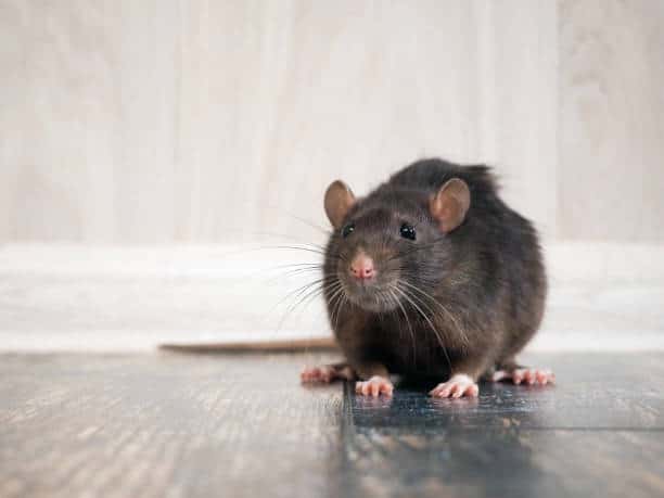 ¿Cómo son los excrementos de rata? ¿Tengo ratas en casa?