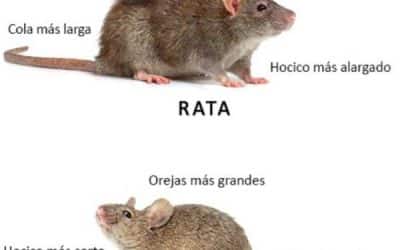 Diferencias entre Ratas y Ratones